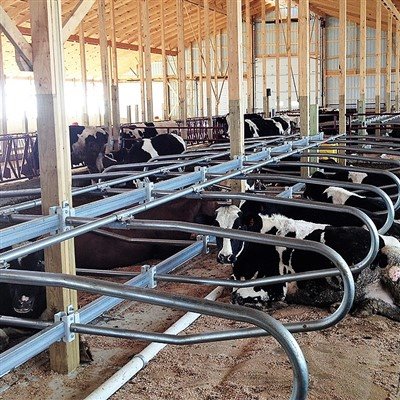 Економічні переваги стійл без корів: підвищення продуктивності та довгостроко...